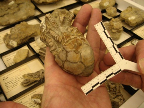 crinoidcalyxmeasured.jpg