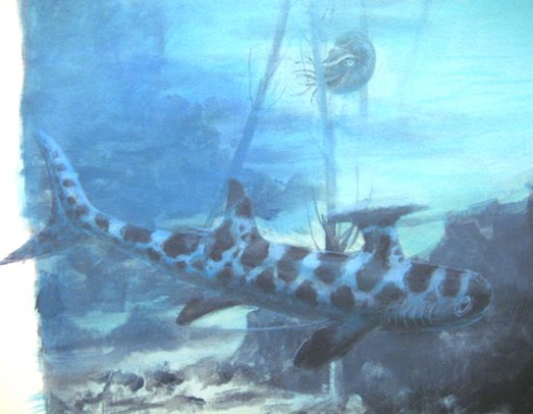 Stethacanthus and Goniatite, color overglaze