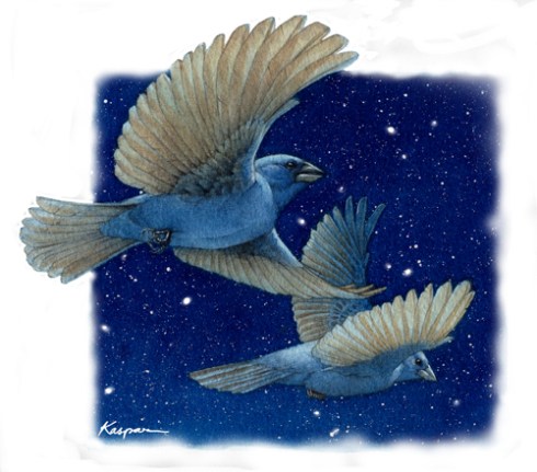 Night Flight Indigo Buntings