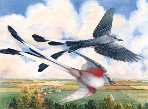 Sky High Scissortails