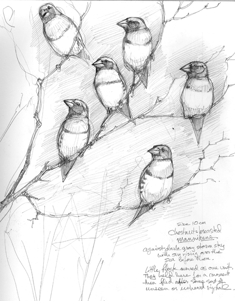 Chestnut Breasted Manikins, Australia