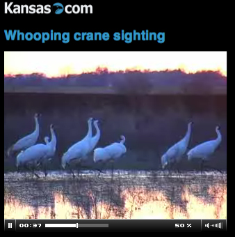 Whooping Cranes in Kansas