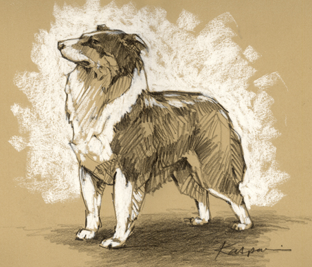 Australian Shepherd, pencil on Rives BFK, white pastel