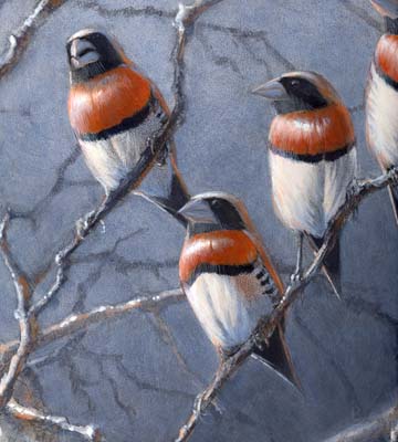 Chestnut-breasted Mannikins, getting done