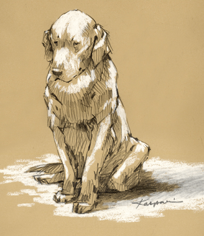 Woebegone Golden Retriever, pencil on Rives BFK with white pastel