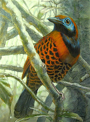 An Occelated Antbird tries to stay dry