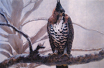 Ornate Hawk Eagle