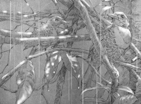 Ocellated Antbird, highlights added