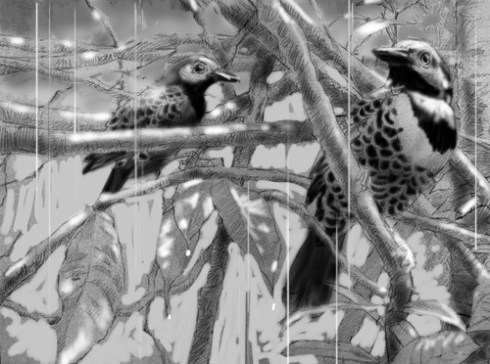 Ocellated Antbird, blacks added