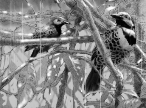 Ocellated Antbird, background tone removed selectively to suggest leaves