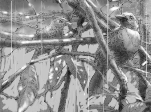 Ocellated Antbird, background tone added