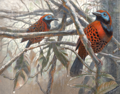 Ocellated Antbirds in the Rain