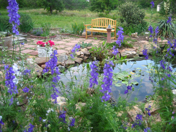 Larkspurs, pond