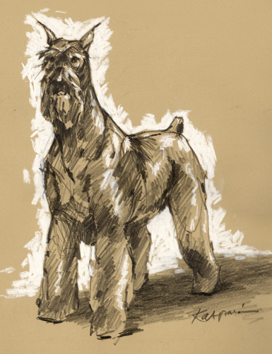 Giant Schnauzer, pencil on Rives BFK with white pastel