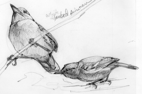 White flanked Antwrens