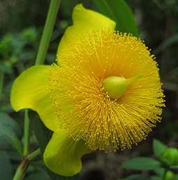 Hypericum frondosum photo