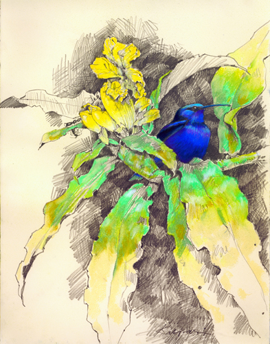 Blues on Yellow, Red-legged Honeycreeper