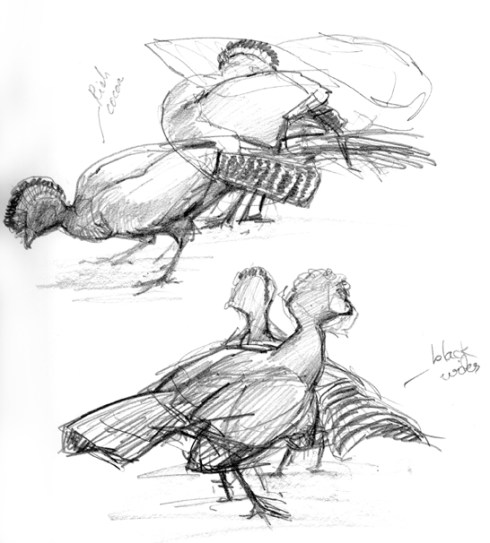 Great Curassows in Costa Rica