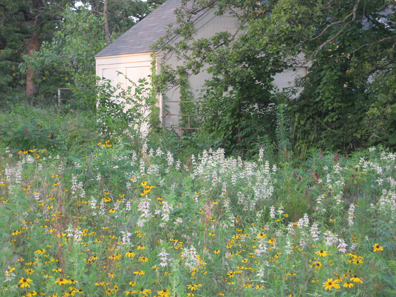 monarda and the barn