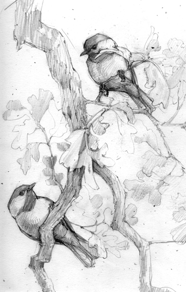 chickadeesbranchsketch.jpg