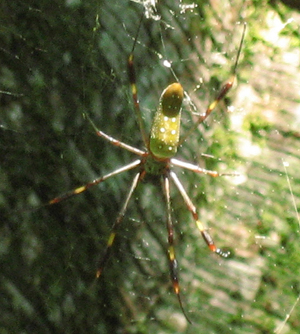 nephila1.jpg