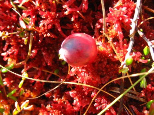 cranberry.jpg