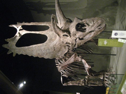 Pentaceratops