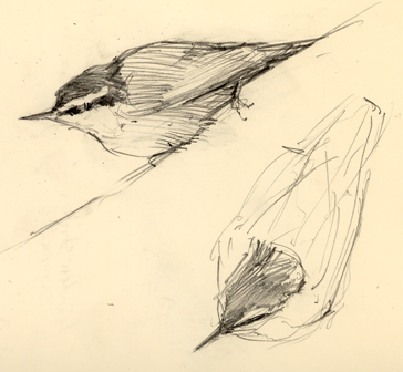 rbnuthatchsketches.jpg