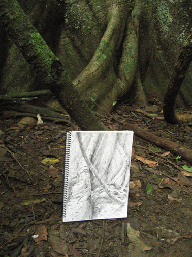 Drawing the Ceiba Tree