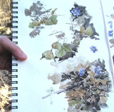 Hepatica, field painting by Barry Van Dusen