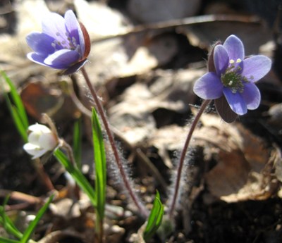 Hepatica nobilis