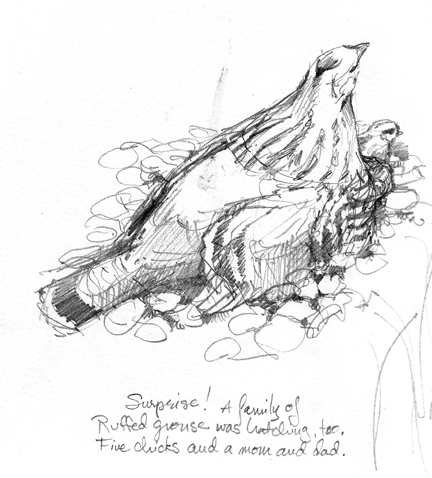 mother ruffed grouse and chicks underneath, drawn from life