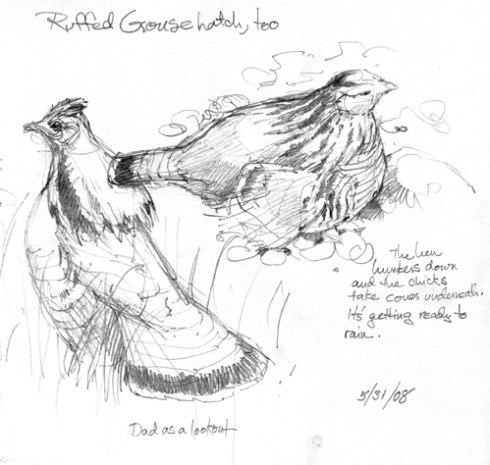 male and female ruffed grouse