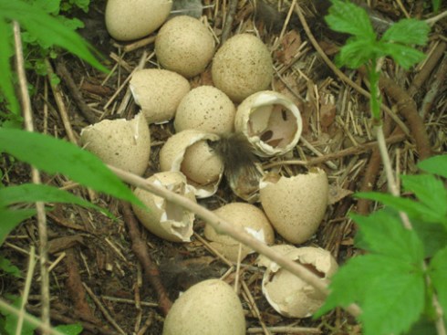 wild turkey eggs, just hatched
