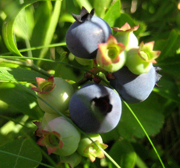 They\'re free, and they taste great, folks!