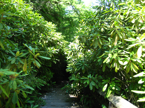 Rhododendron State Park, New Hampshire