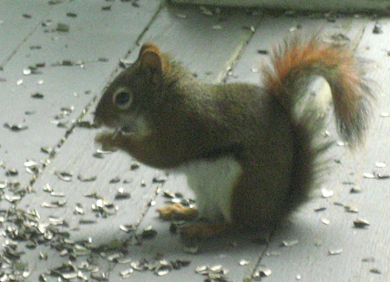 The world's cutest squirrel.