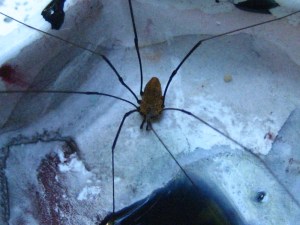 Daddy long-legs in ultramarine.