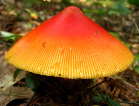 The fungus among us. Conic Waxycap, Harvard Forest