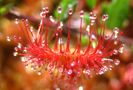 weird and sticky, eats bugs