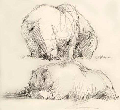 Drawn from life at Oklahoma City Zoo's new "Oklahoma Trails" feature.