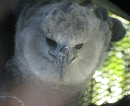 Harpy eagle, OKC zoo, digiscoped