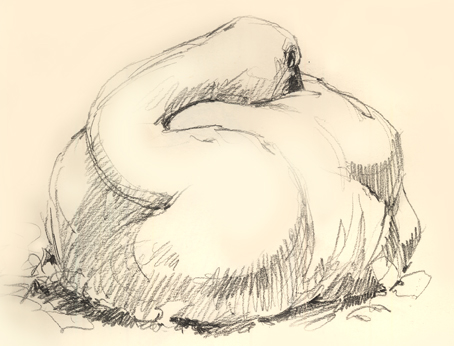 Tundra swan at OKC Zoo.