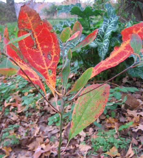 My favorite season of all.