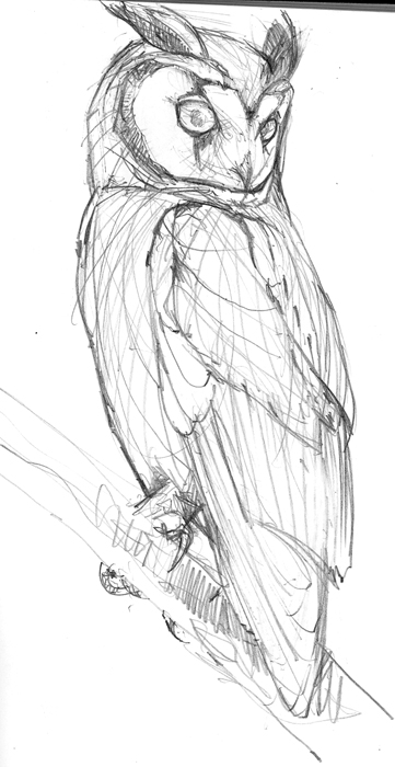 Striped Owl, initial sketch for Birds of T&T