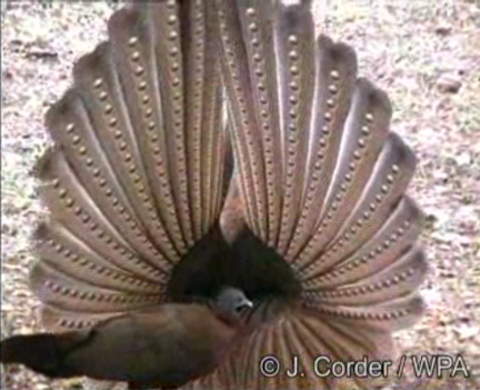 Great Argus attempts to impress a blasé female with his studly wings.