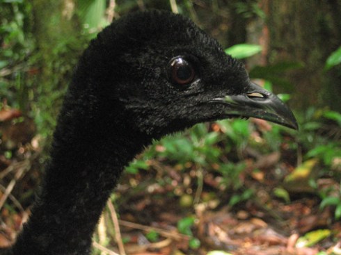 A head like black velvet, and if you petted it, it would purr...