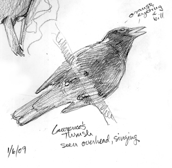 lawrencesthrush The talented Lawrence's Thrush, singing a symphony.