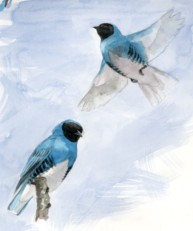 Swallow Tanagers, hawking insects. Watercolor study