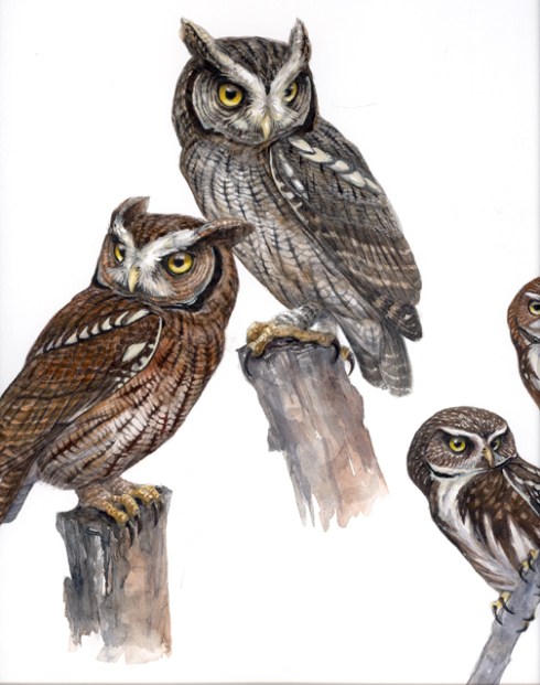 Tropical screech owls and a piece of ferruginous pygmy in watercolor.